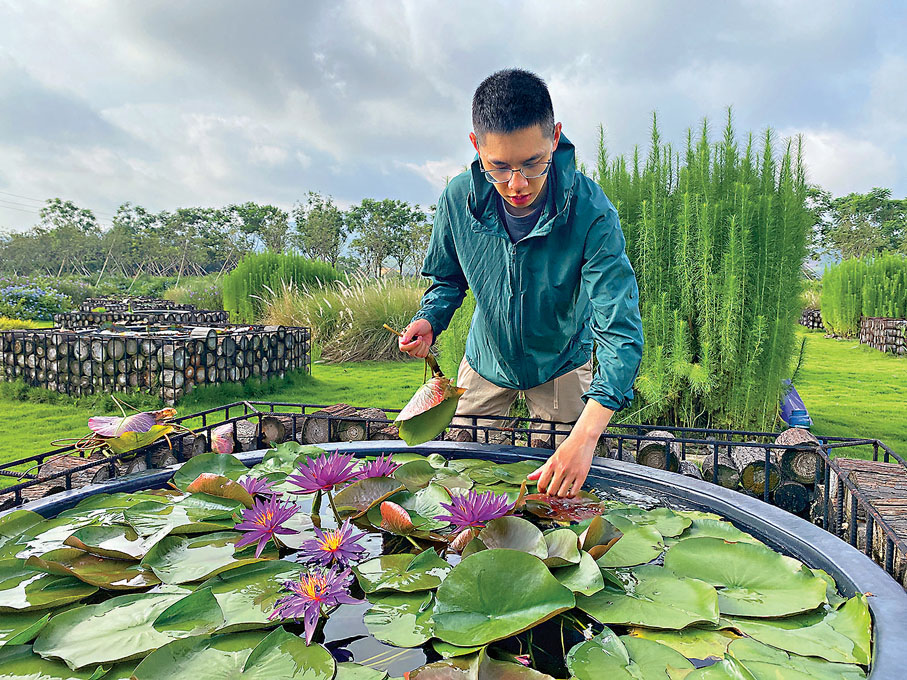 ● 李子俊和他培育的睡蓮「偵探艾麗卡」。香港文匯報記者胡若璋  攝