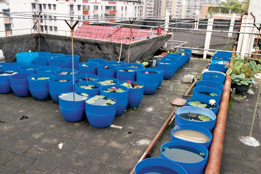 ● 李子俊養在天台的睡蓮，沒有電梯所以材料都需要靠自己搬上去。 網上圖片