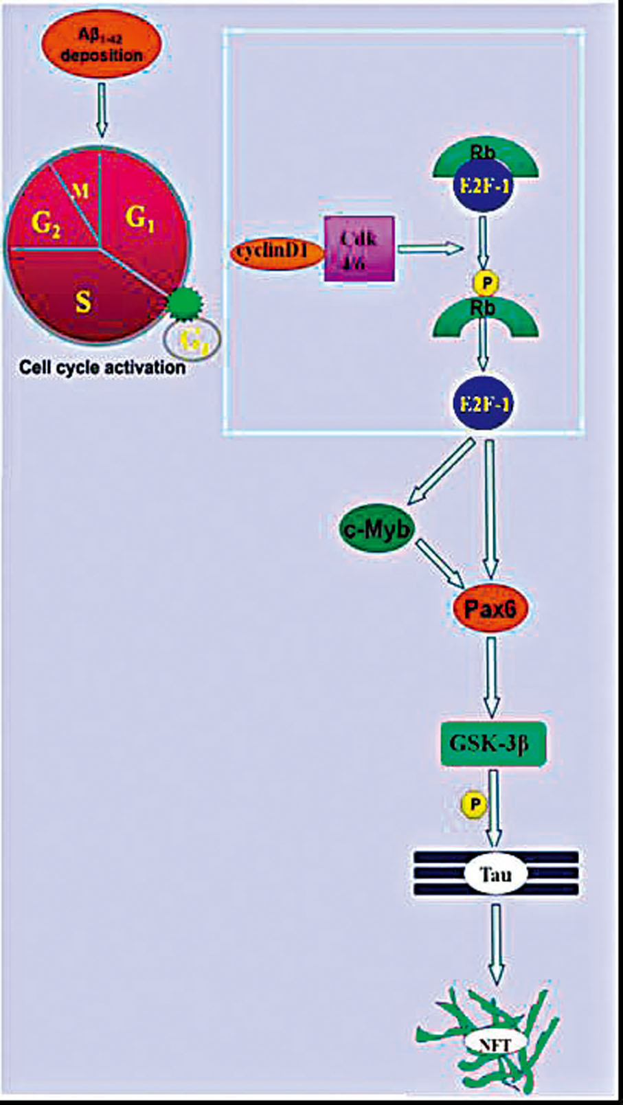 宋又強的團隊花費約10年，終於梳理出阿茲海默症的發病過程。 受訪者供圖