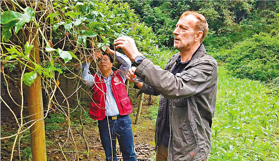 ●尼克（前）和謝萬舉因百香果種植而「結緣」。圖為兩人在整理百香果架子。香港文匯報記者曾萍  攝