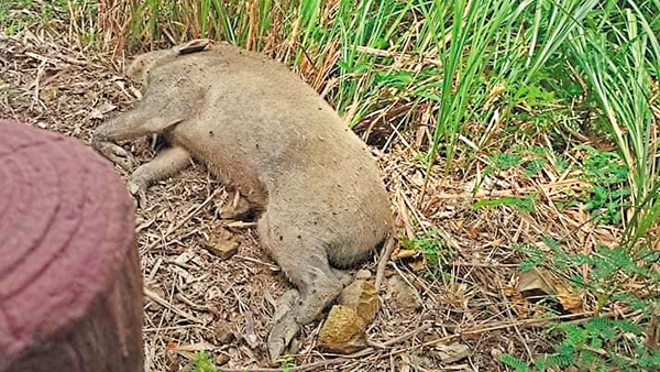 ●港島小西灣發現一具野豬屍體帶有非洲豬瘟病毒，為本地首宗非洲豬瘟個案。 fb圖片