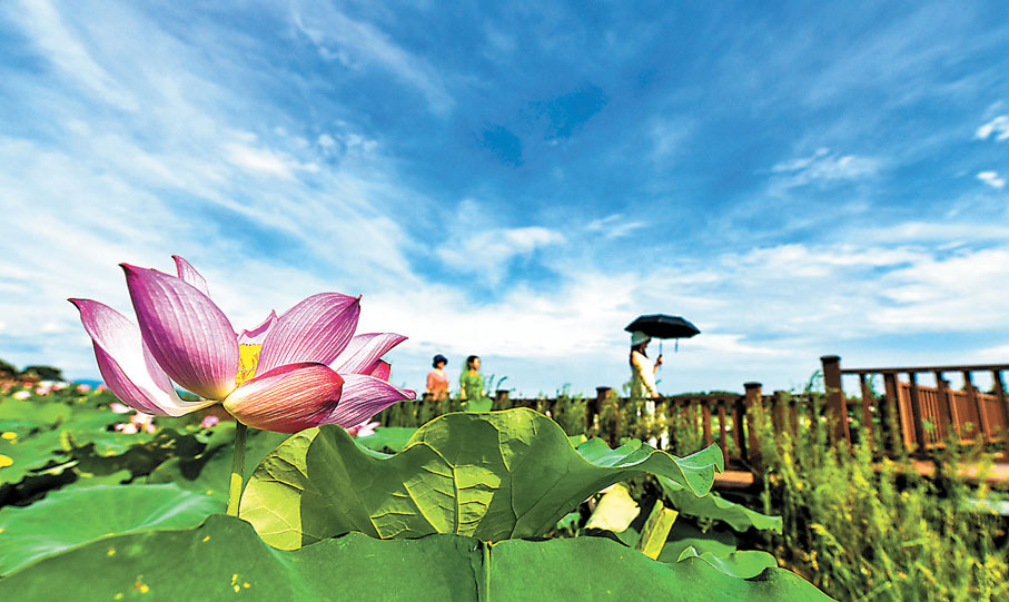 ● 很多文人雅士喜歡荷花，其中又以周敦頤所作的《愛蓮說》最著名。 資料圖片