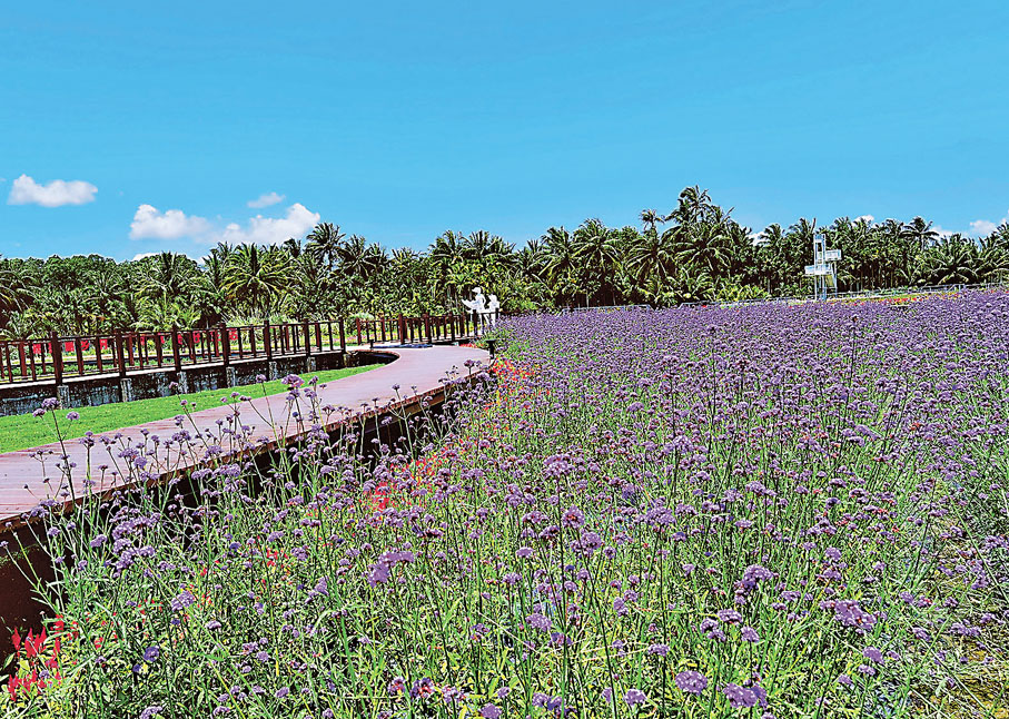 ●博鰲的田間花海