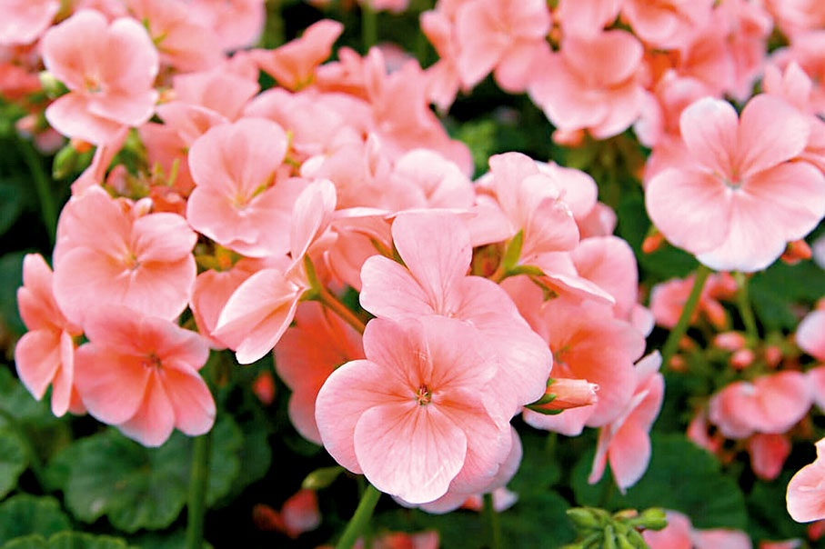 ●粉色天竺葵。（韓鳳平攝） 作者供圖