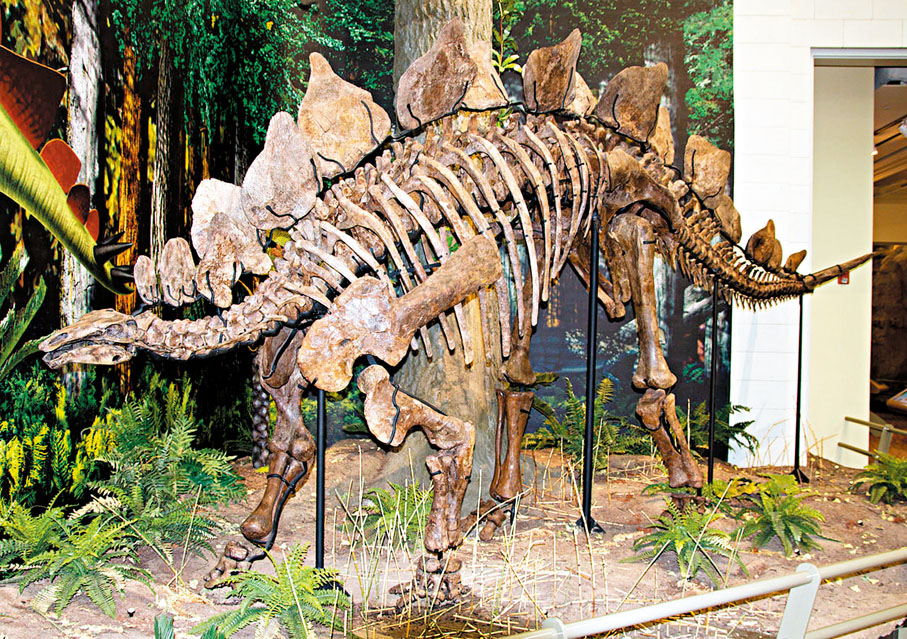 ● 到了卡尼期的尾段，兩個主要的恐龍種類已然出現，其後演化出有名的恐龍如劍龍 。 網上圖片