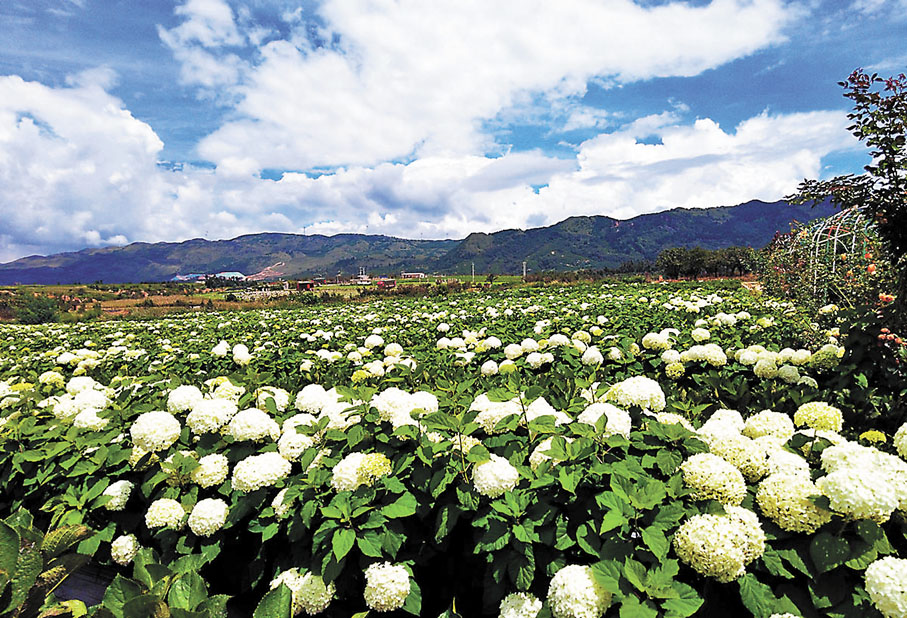 ● 劉凱檳的種植基地鮮花盛開。