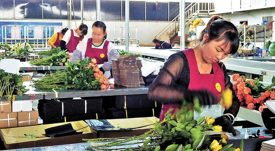 ● 玫瑰採摘後迅速包裝，減少貨品損耗。