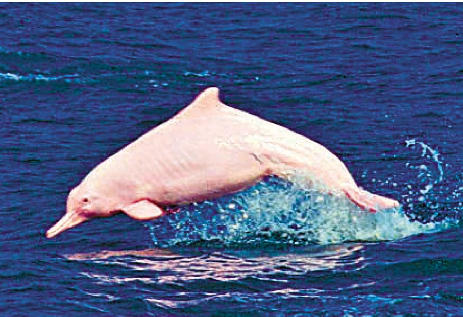 ●港珠澳大橋保護區已少有海豚出現。 資料圖片