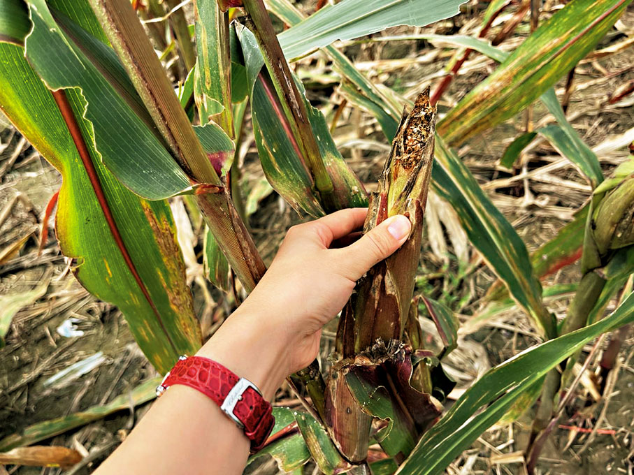 ●被淹後的玉米。香港文匯報記者劉蕊 攝