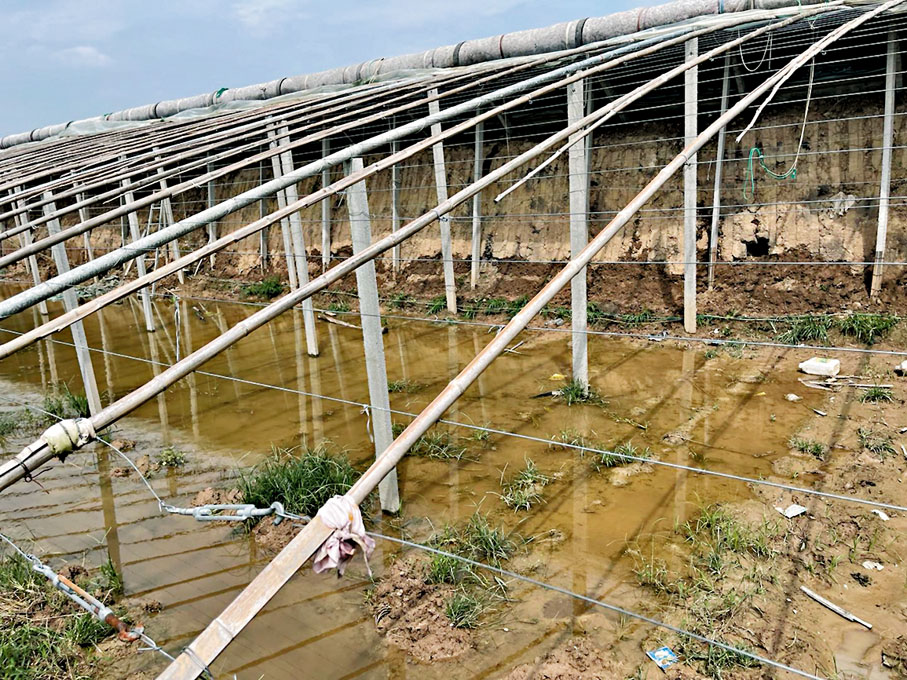 ●河南周口市扶溝縣柴崗鄉梅橋村受損的蔬菜大棚裏仍舊有積水。香港文匯報記者劉蕊 攝