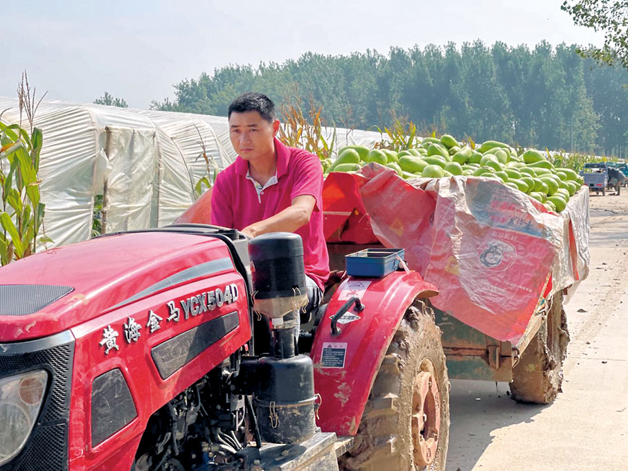 ●河南周口市扶溝縣西吳村村民齊延龍是為數不多的「幸運兒」，茄子仍有收穫。 香港文匯報記者劉蕊 攝