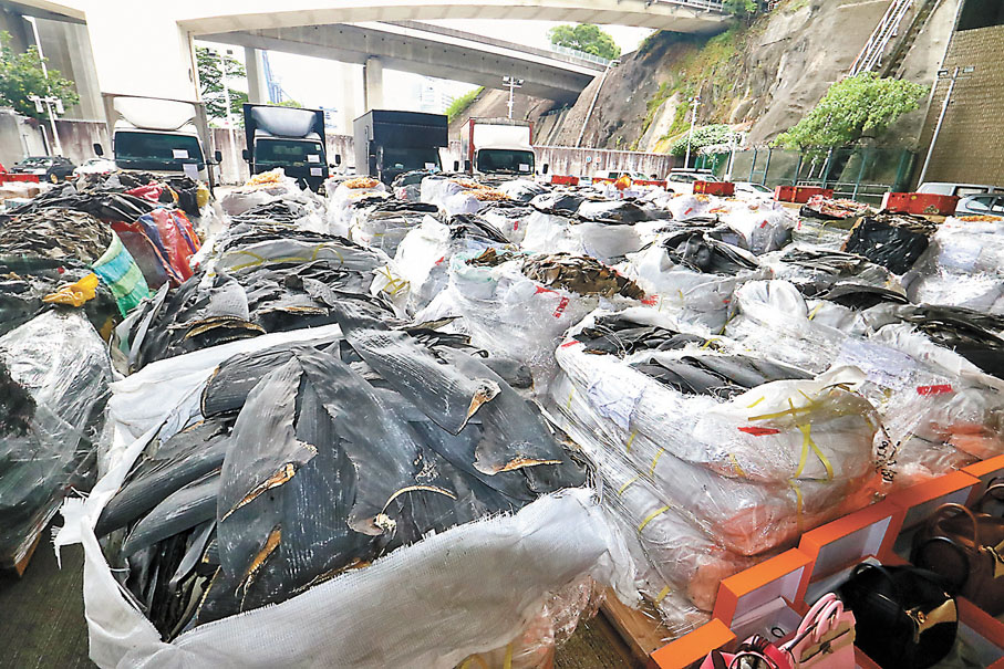 ●海關在行動中檢獲9.7噸魚翅，當中包括屬瀕危長尾鯊的魚翅。  香港文匯報記者 攝