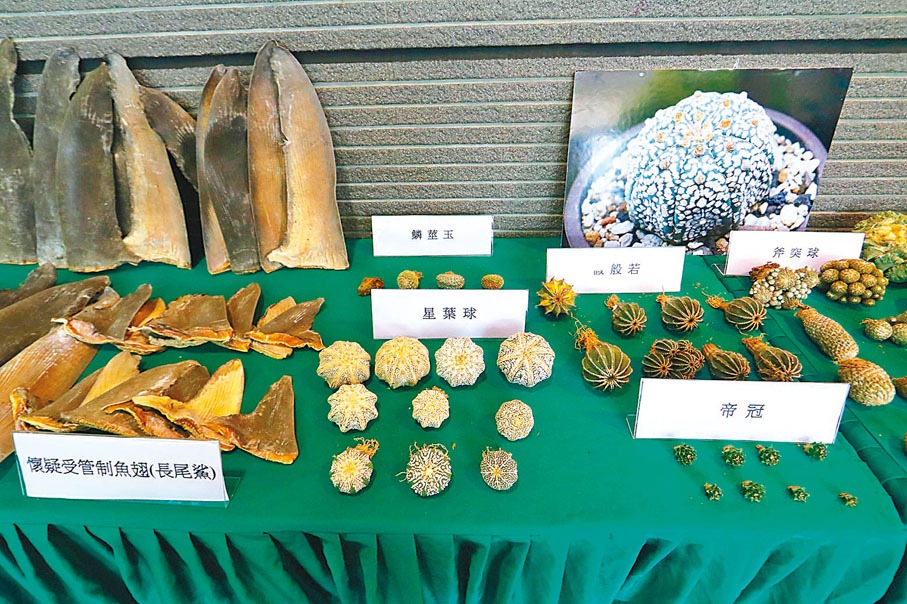 ●海關檢獲的瀕危仙人掌類植物和受管制魚翅。香港文匯報記者  攝