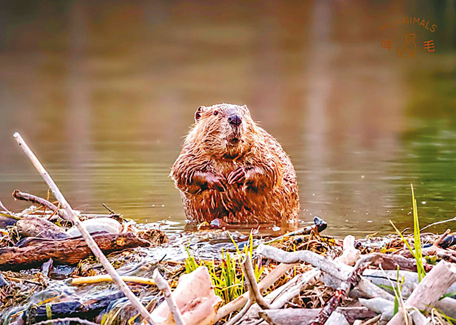 ●河狸是動物世界中最偉大的建築家，牠能通過自己的能力改變自己的棲息場所。 網上圖片