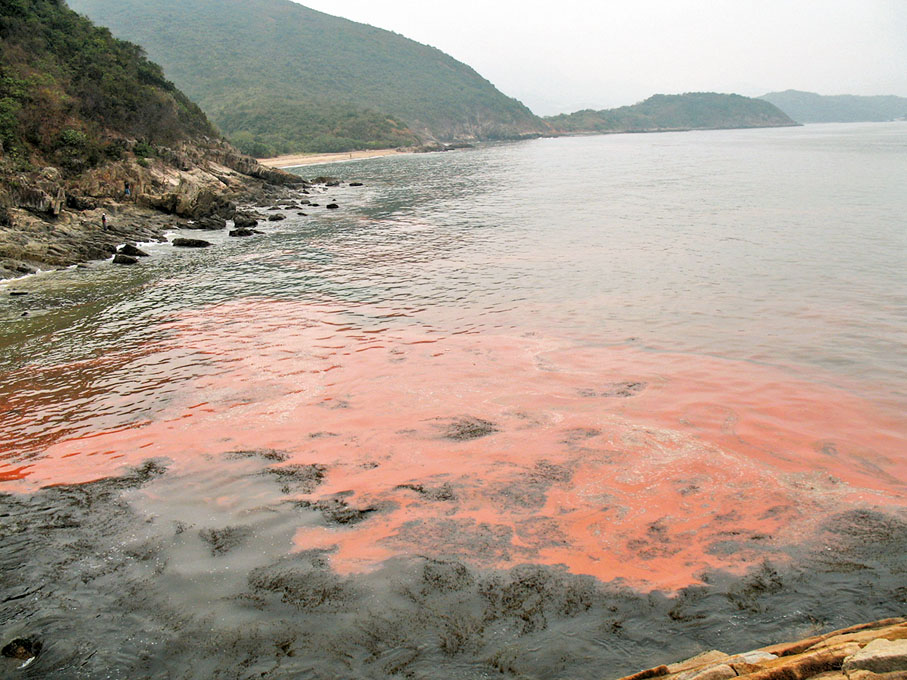 由雙鞭毛藻引起的紅潮。 科大圖片
