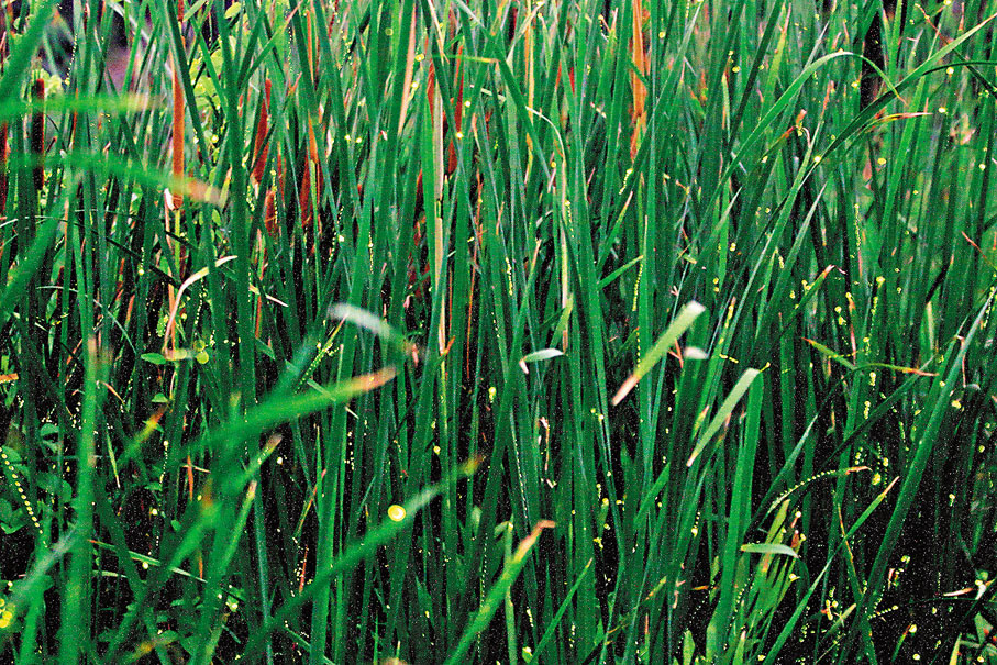 生態環境得到改善的邦卡造吸引眾多螢火蟲棲息。