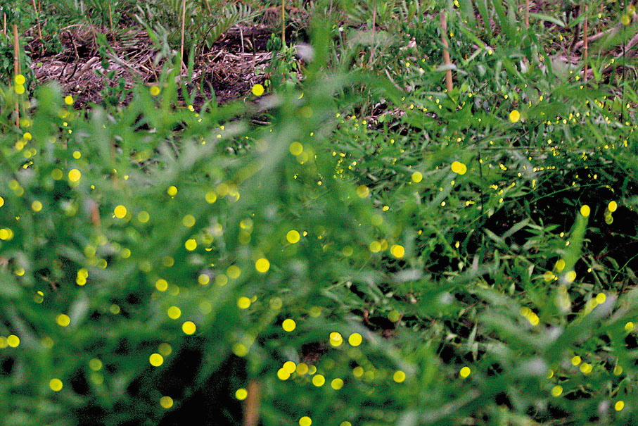 這是2014年6月18日在泰國沙沒巴干府邦卡造區拍攝的螢火蟲保護園。