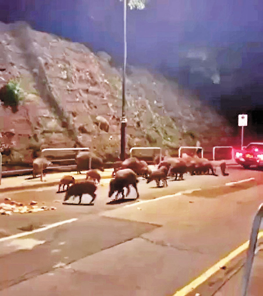 ●逾30頭野豬在南區深灣道追趕一輛的士，並在路上尋找疑由的士拋出的食物。視頻截圖