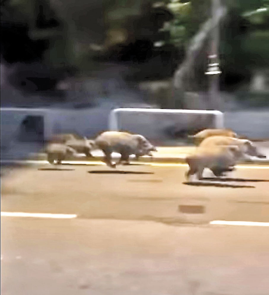 ●早前有人拍到逾30頭野豬在港島南區深灣道狂奔，追逐一架的士。 視頻截圖