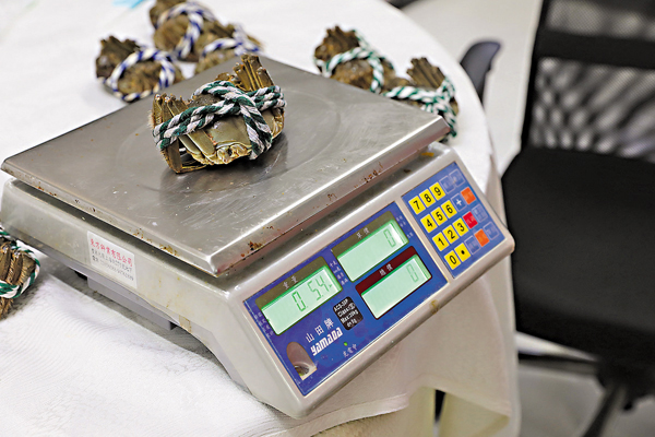 ●網購「6両蟹」，連繩重僅5両4，淨重僅4両4，繩重約1両。香港文匯報記者  攝