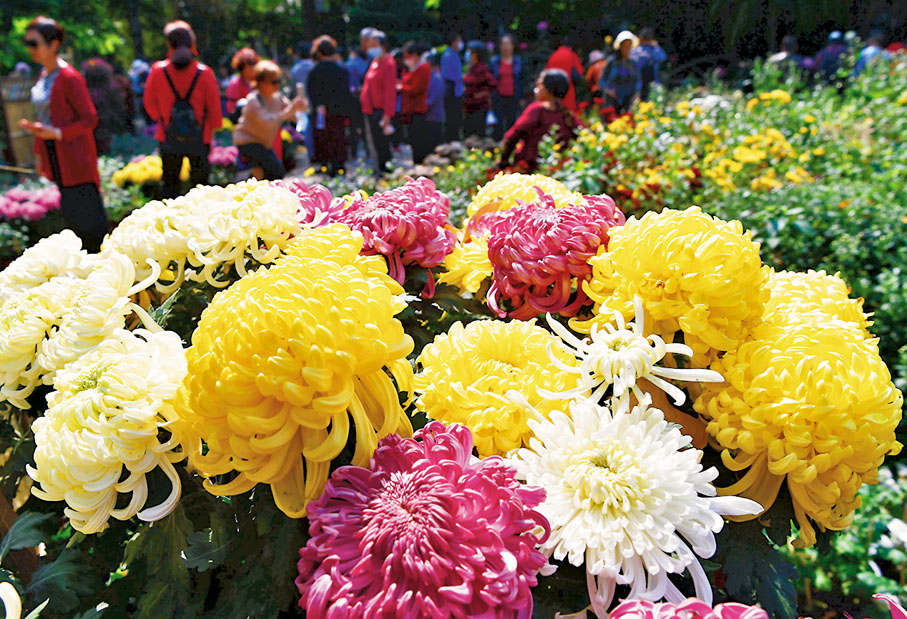 ● 菊花在秋天才盛開。 資料圖片