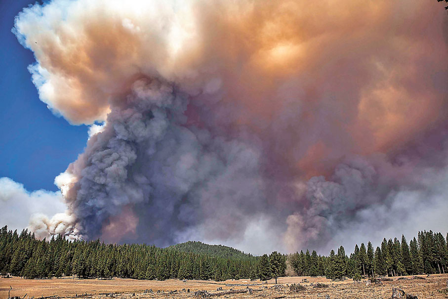 ● 人類砍伐林木令森林的生物多元性不斷下降。資料圖片