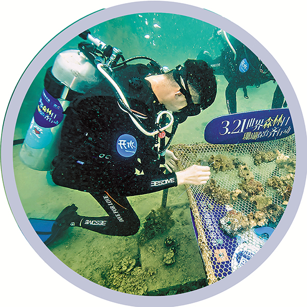 ● 大鵬灣生態資源豐富。圖為志願者在海域海底扶植珊瑚。資料圖片