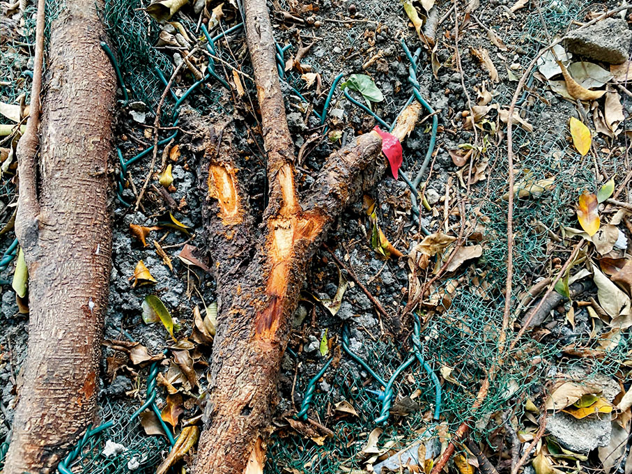 ●褐根病可破壞樹木根部、腐蝕樹身，造成安全風險。 VTC供圖