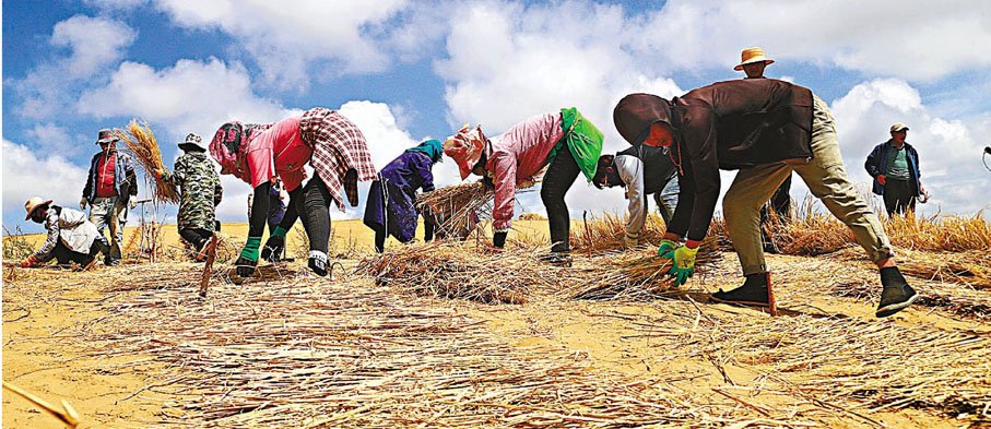 ●在青海省黃沙頭國家沙漠公園內，當地民眾參與沙漠治理，鋪設草方格的稻草。 資料圖片