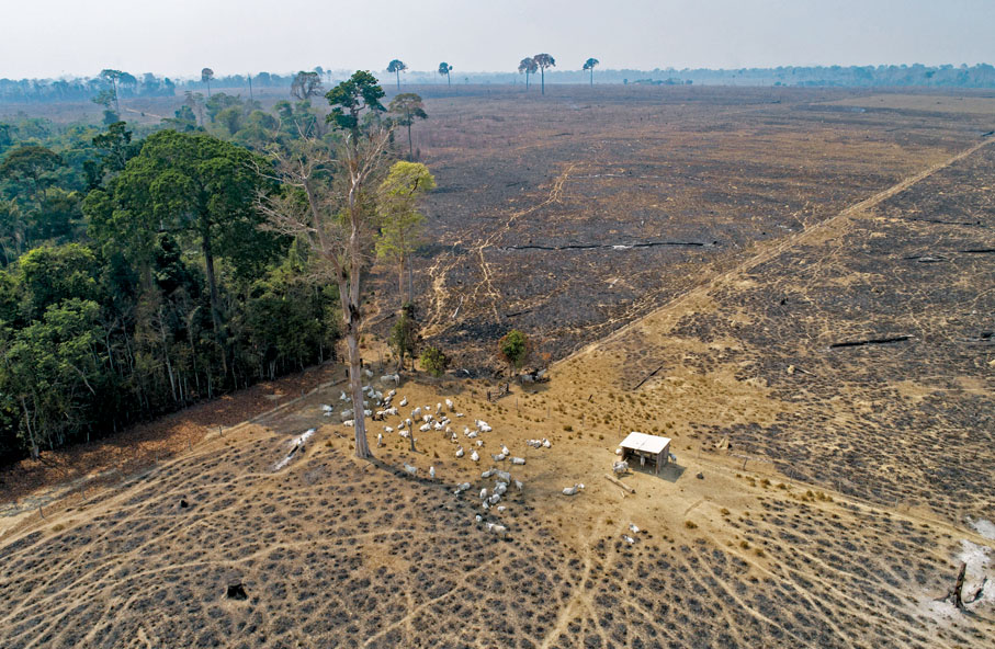 ● 全球已有半數森林被人類砍伐，用作耕地等活動，圖為巴西一處森林。 資料圖片