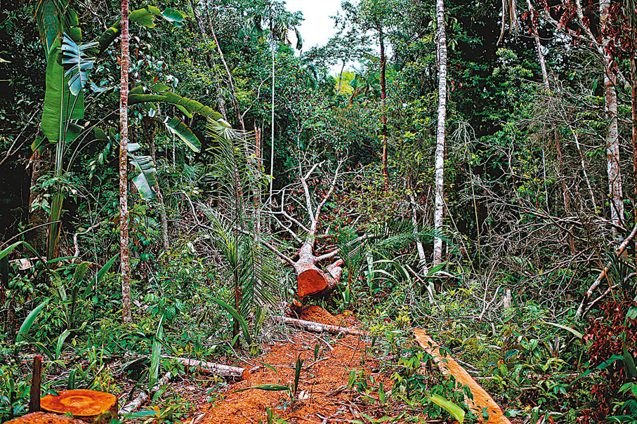 ● 環保組織批評大會聲明等同為再伐林10年開綠燈。資料圖片