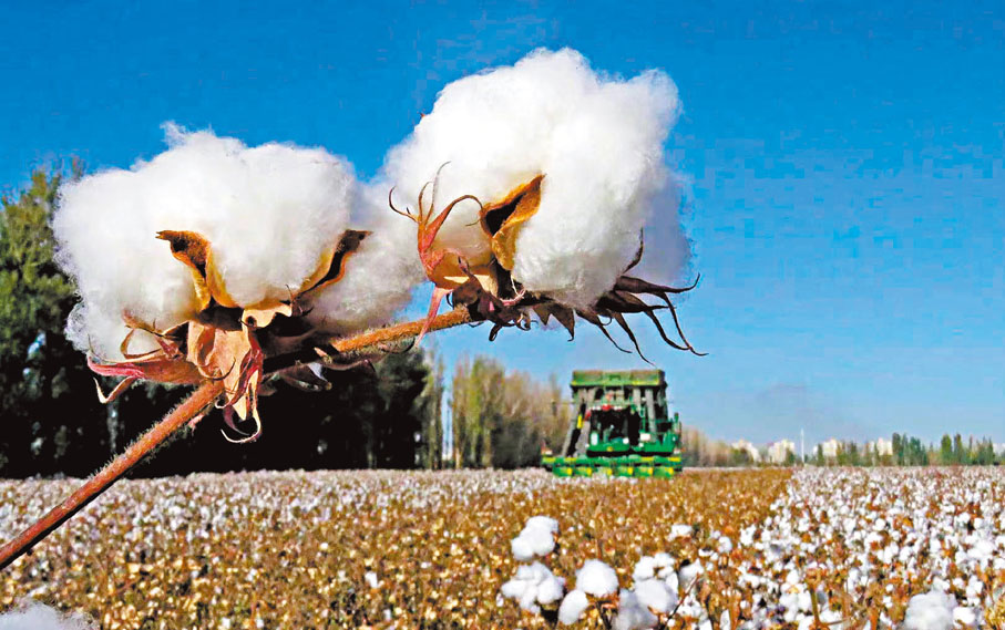 ● 新疆的天氣適合種植棉花。 資料圖片