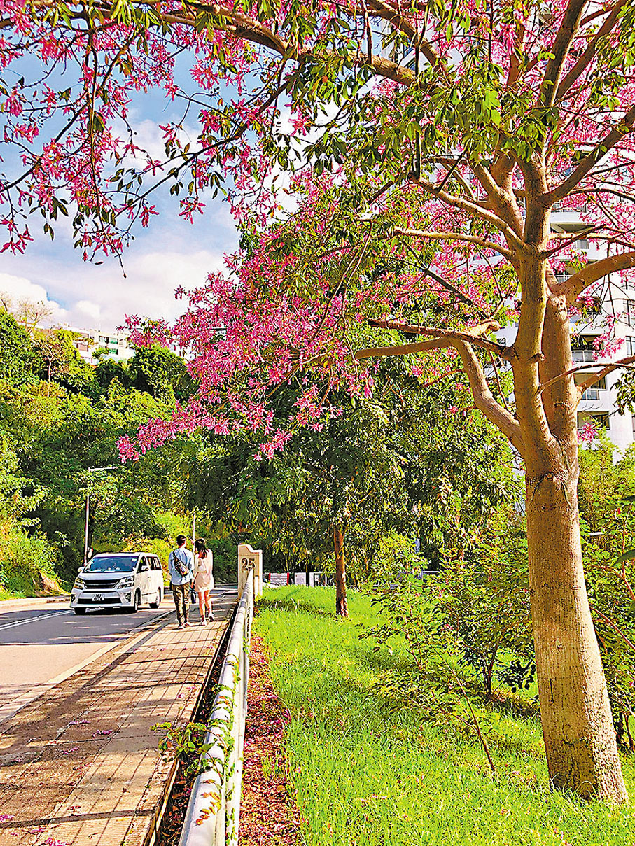 ●最近在港島南區沙灣徑附近所拍攝秋日的香港，路邊的美麗異木棉開得極為妍麗﹗ 作者供圖