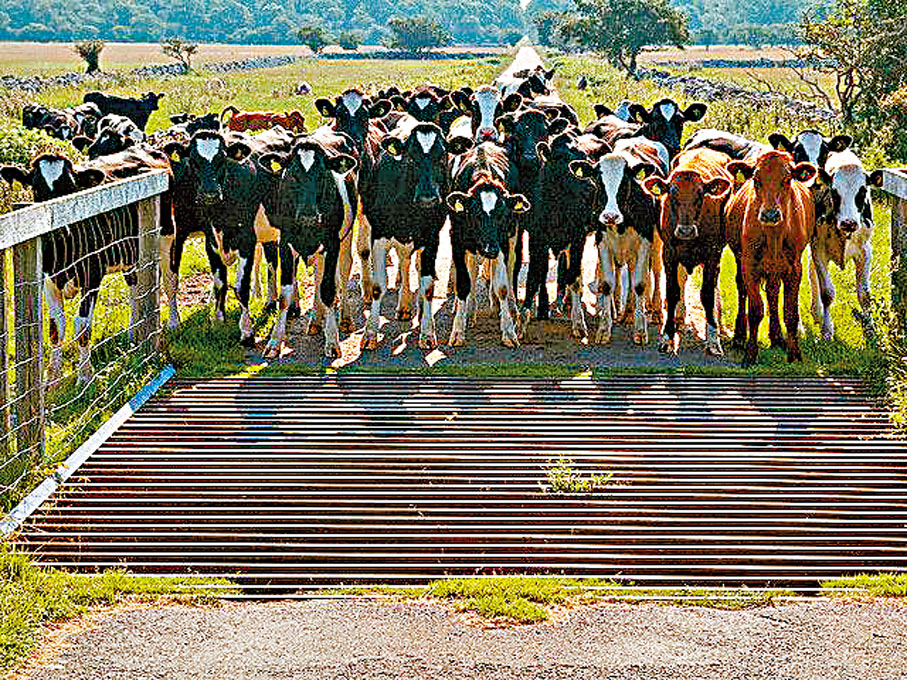 ●擺上「牛路坑」，牛隻就不會越雷池半步。