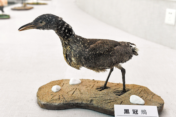 ●國家二級重點保護野生動物黑冠鳽的標本。