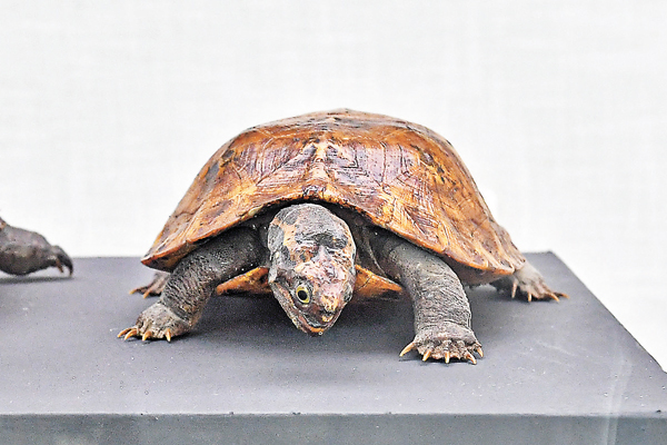 ●鋸緣閉殼龜標本。