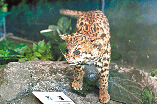 ●國家二級重點保護野生動物豹貓的標本。