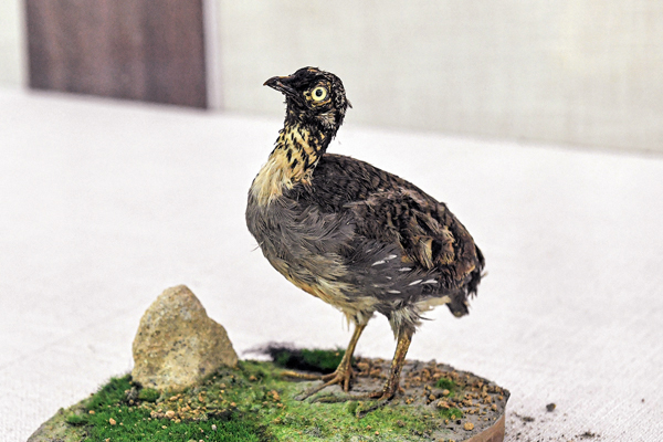 ●國家一級重點保護野生動物海南山鷓鴣標本。