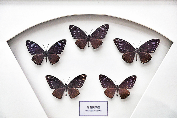 ●翠藍斑鳳蝶標本。