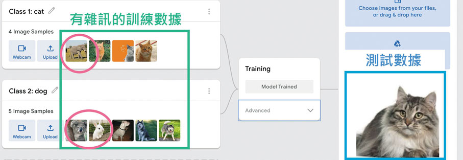 ● 混入其他動物圖片後，雖然AI模型最後仍可以辨識出貓的圖片，但仍有可能出錯。 作者供圖