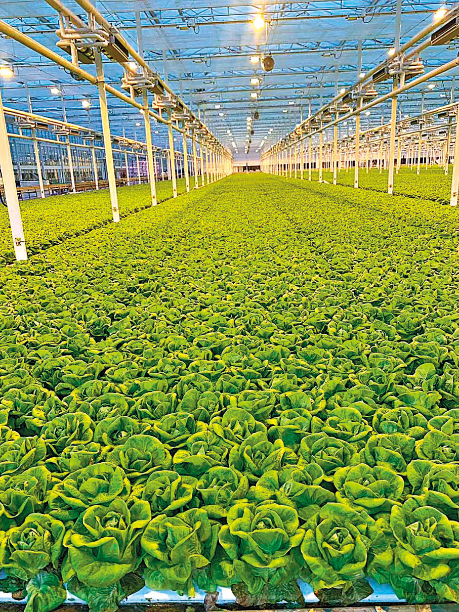 ●位於周口市沈丘縣白集鎮田營行政村的蔬菜基地。 受訪者供圖