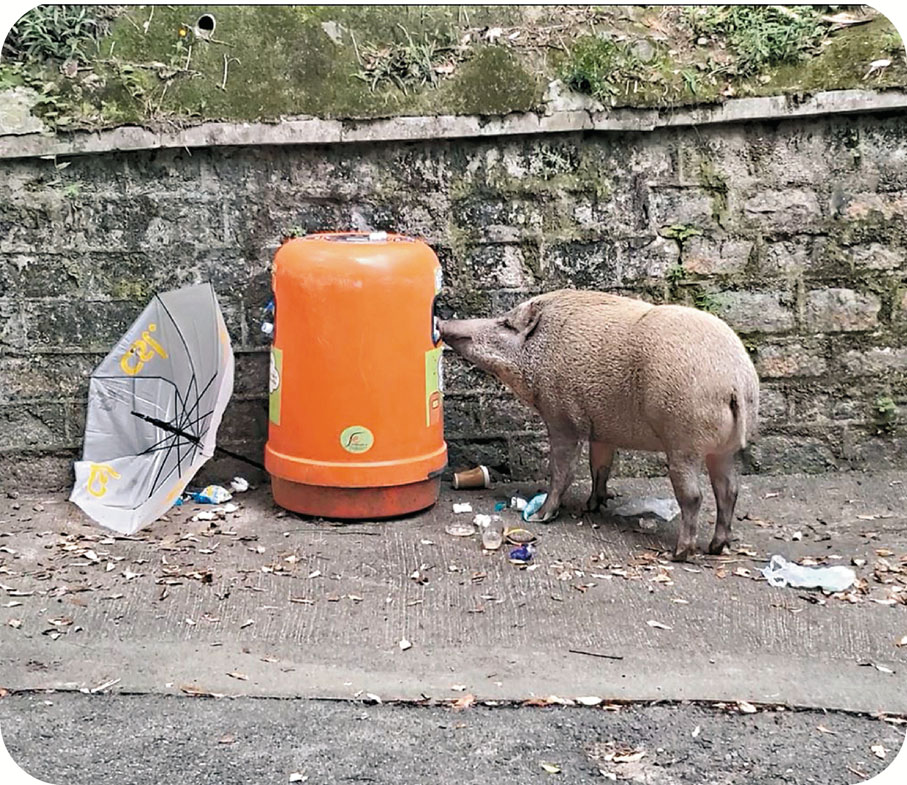 ●陳堅峰表示，行動只針對在市區出沒的野豬。圖為一隻野豬在垃圾桶中覓食。 資料圖片