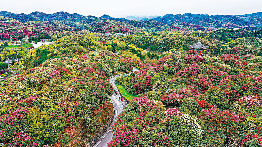 ●遊客在百里杜鵑管理區普底景區觀花賞景。