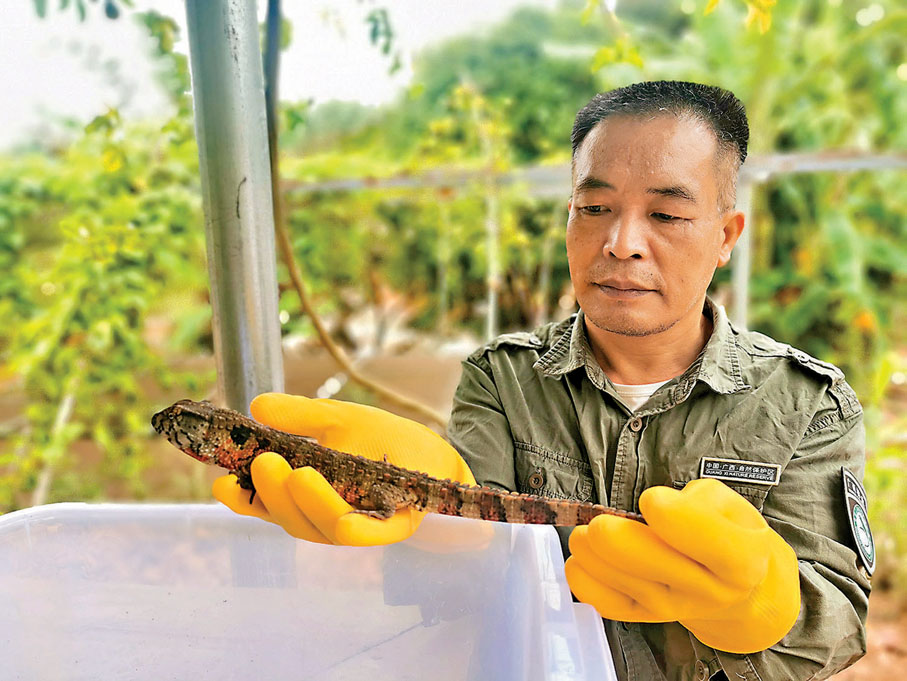 ●羅樹毅在給鱷蜥做日常檢查。香港文匯報記者曾萍  攝