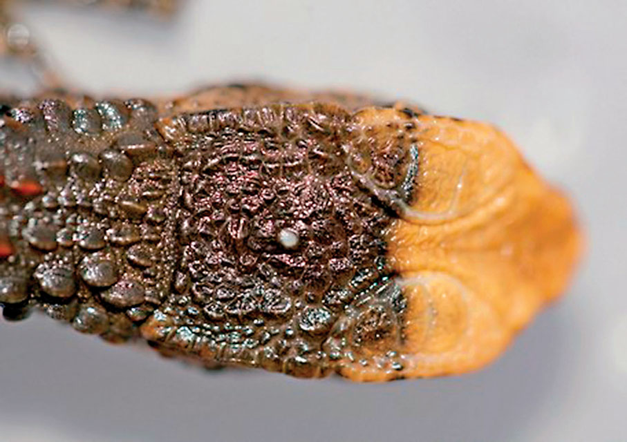 ●鱷蜥頭部的「顱頂眼」是遠古生物的特徵。 受訪者供圖