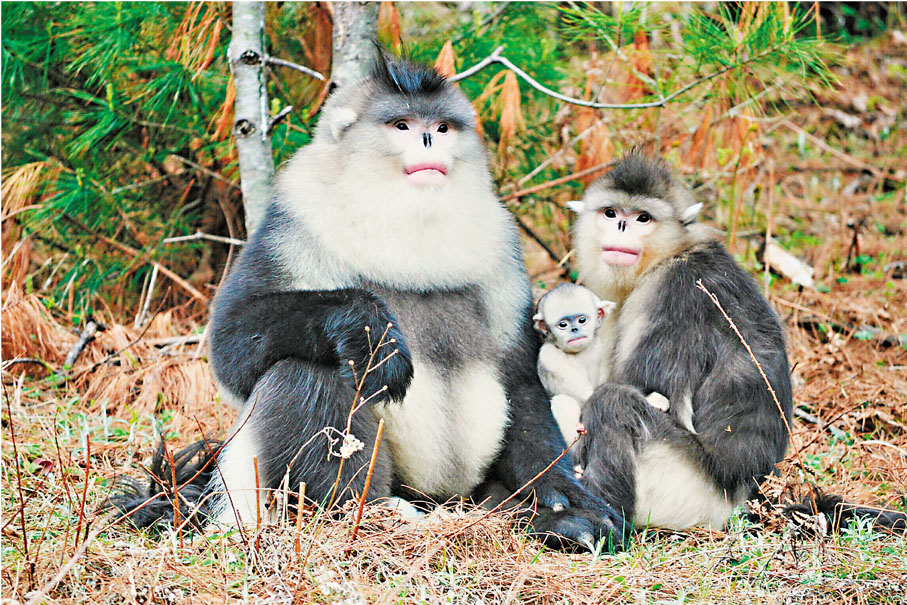 ●滇金絲猴社會和人類社會相似，基本單元是「家庭」。