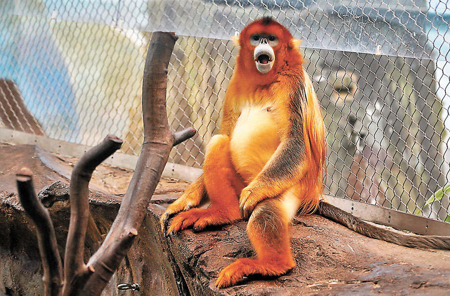 ●香港海洋公園的川金絲猴備受遊客歡迎。 資料圖片