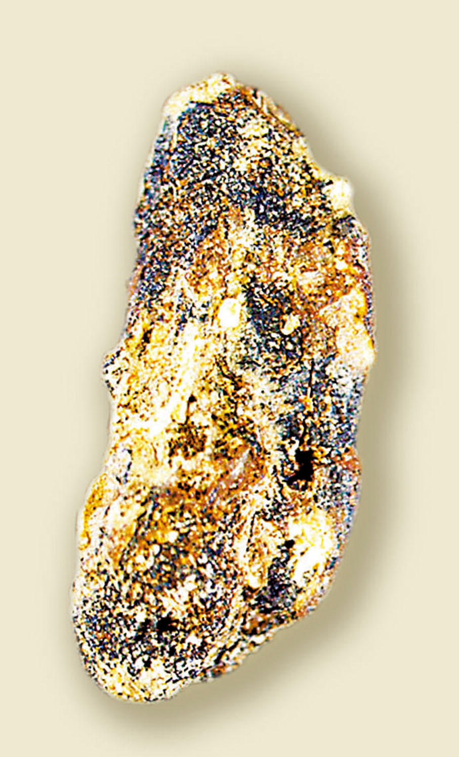 ●萬年前的炭化稻米。國博供圖