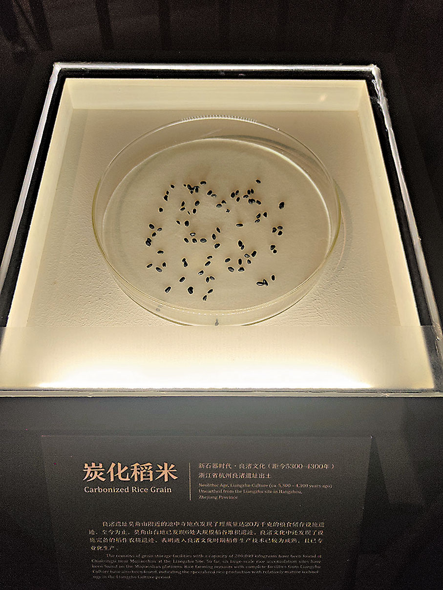 ●現場還展出了良渚文化（距今5300-4300年）的炭化稻米。
