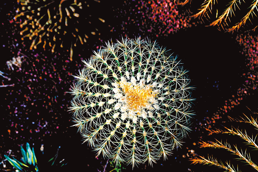 英語筆欄 多肉植物易打理 植物殺手 亦能種 香港文匯報